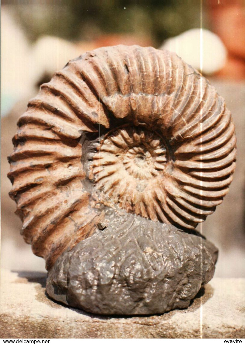 Lot de 30 Photos en Géologie     AMMONITES diverses