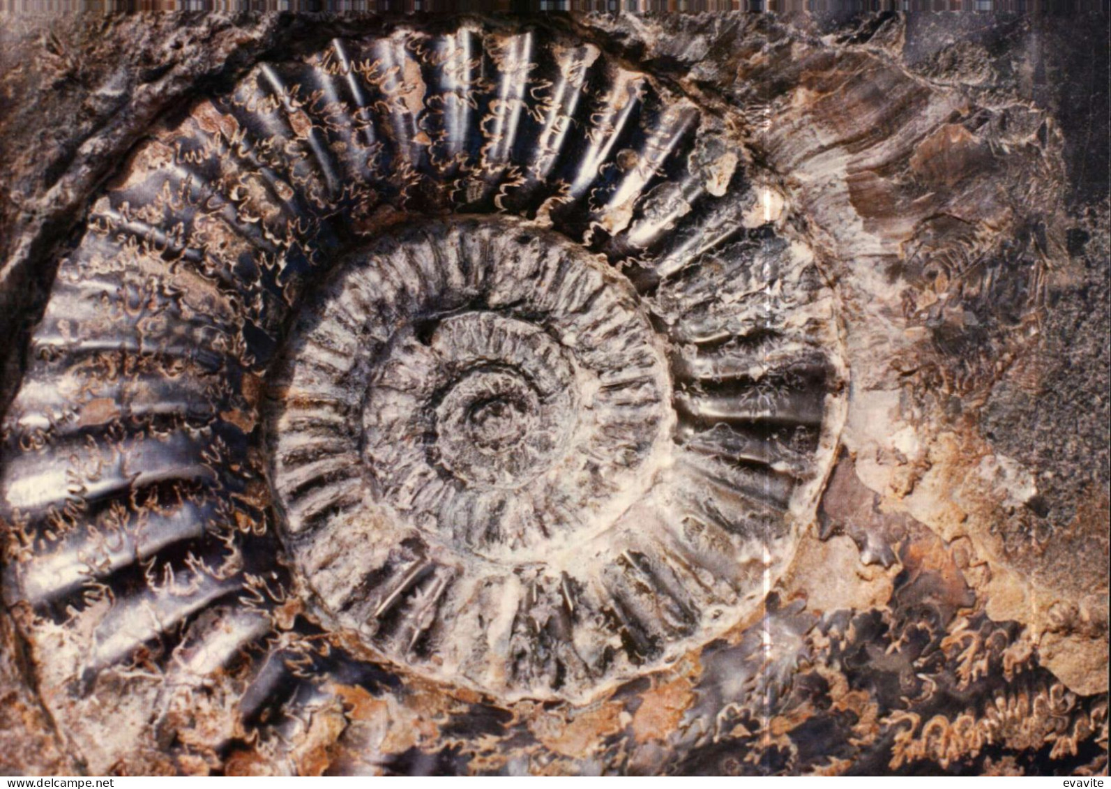 Lot de 30 Photos en Géologie     AMMONITES diverses