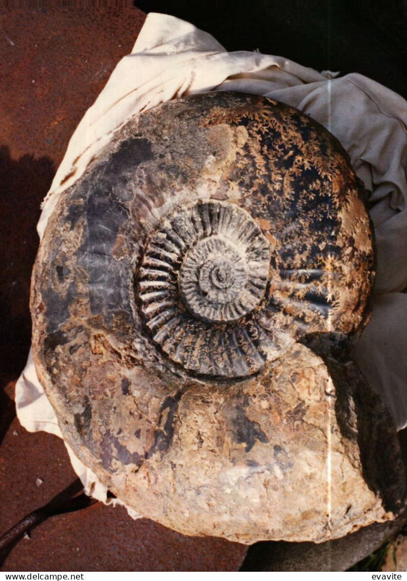 Lot de 30 Photos en Géologie     AMMONITES diverses