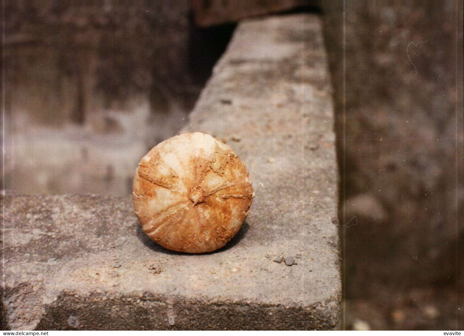 Lot de 30 Photos en Géologie     AMMONITES diverses