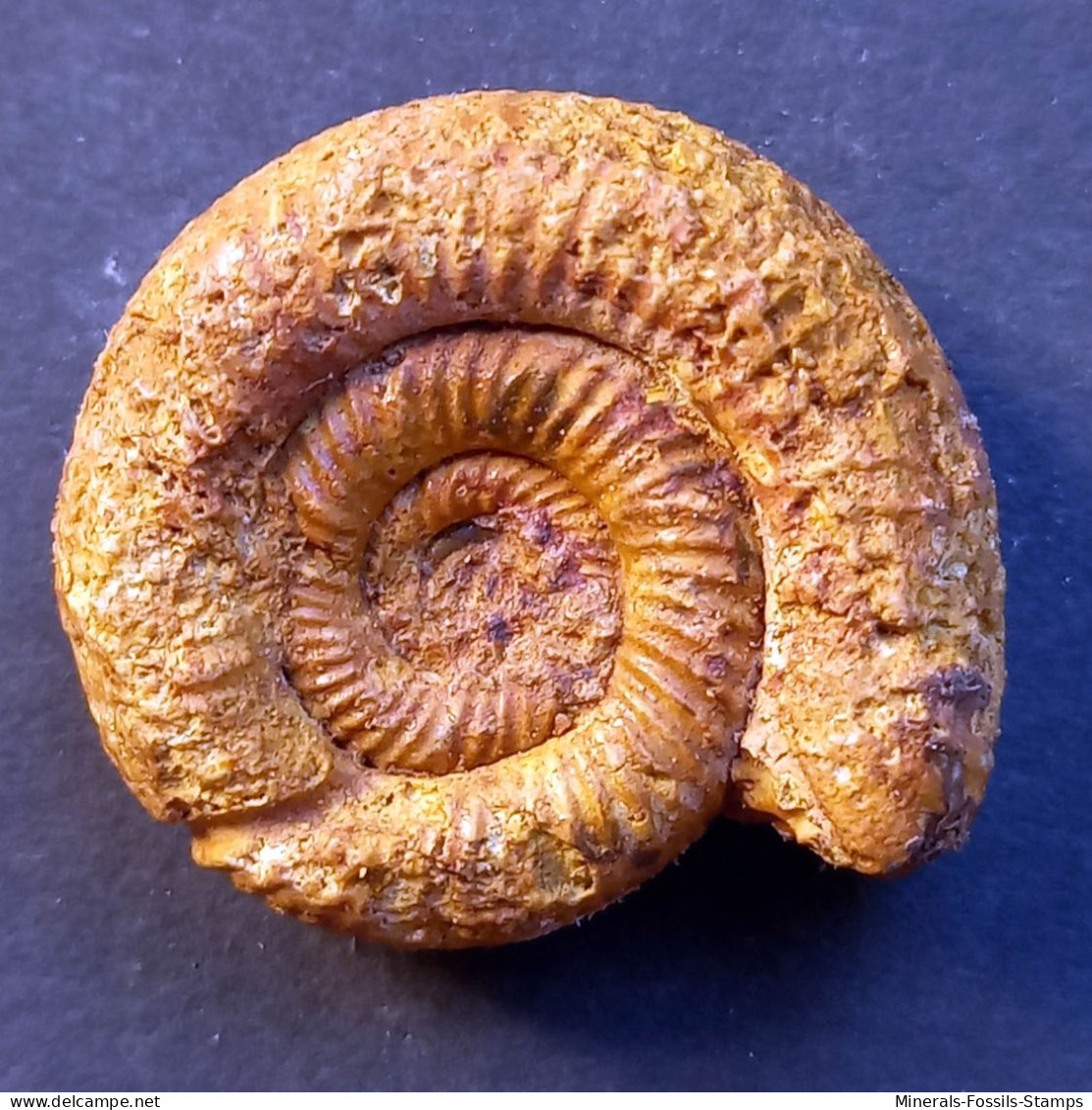 #ORIONOIDES LEHMANI Ammonite, Jura (Madagaskar) - Fossils