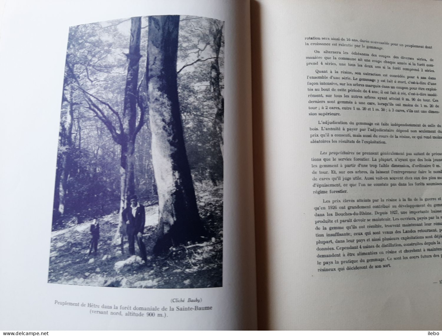 Revue Le Chêne Forêts Chasse Pêche Tourisme 1931 Forêts Bouche Du Rhône Sangliers De Provence Calanques Plongée - Chasse/Pêche