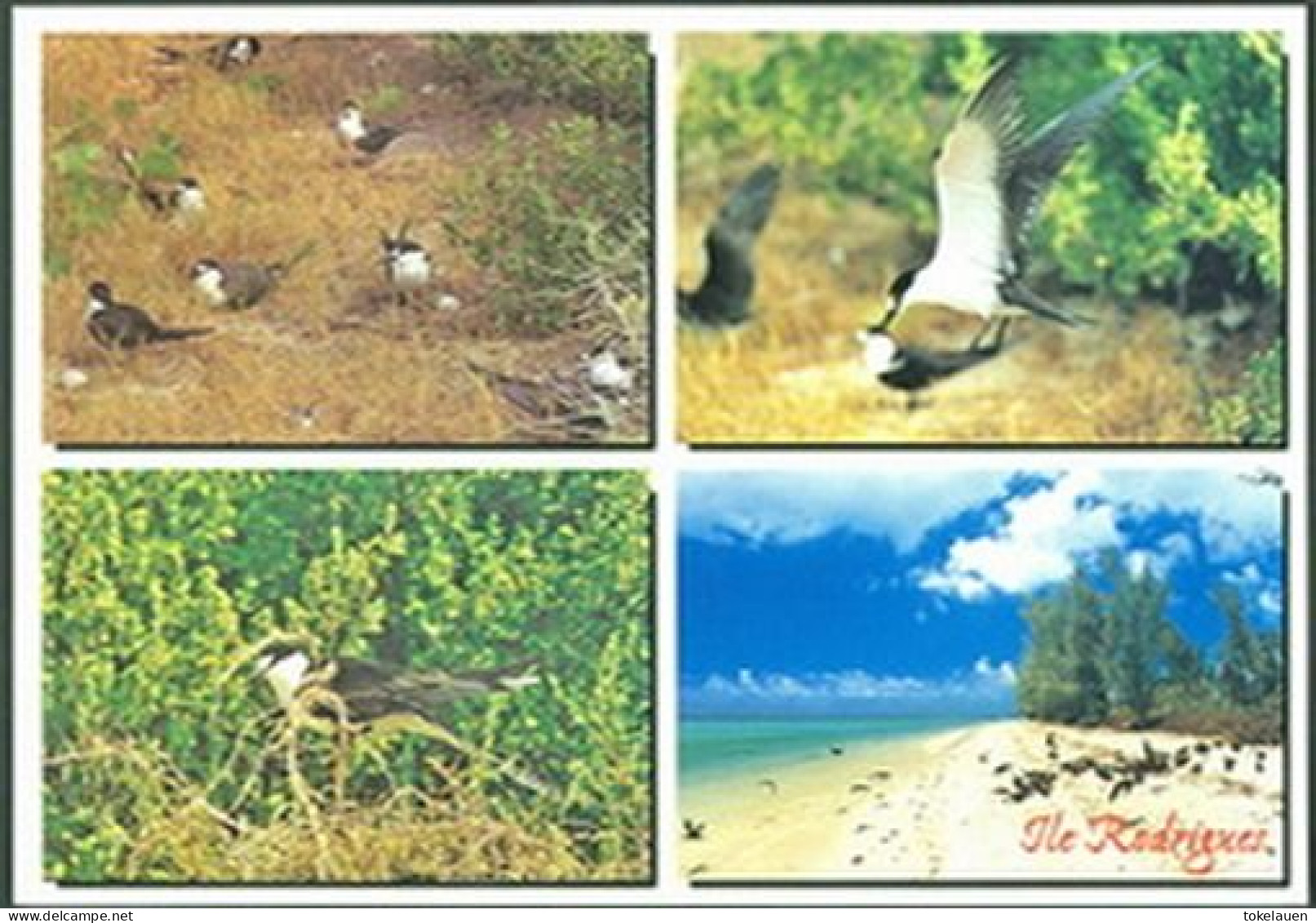 Lot collection 13x postcards Mauritius Island Rodrigues Íle Indian Ocean