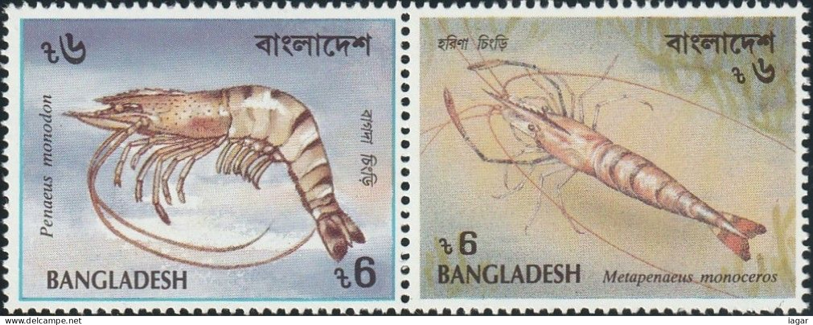 THEMATIC MARINE L:IFE:  SHRIMPS.   COUPLE   -   BANGLADESH - Schaaldieren