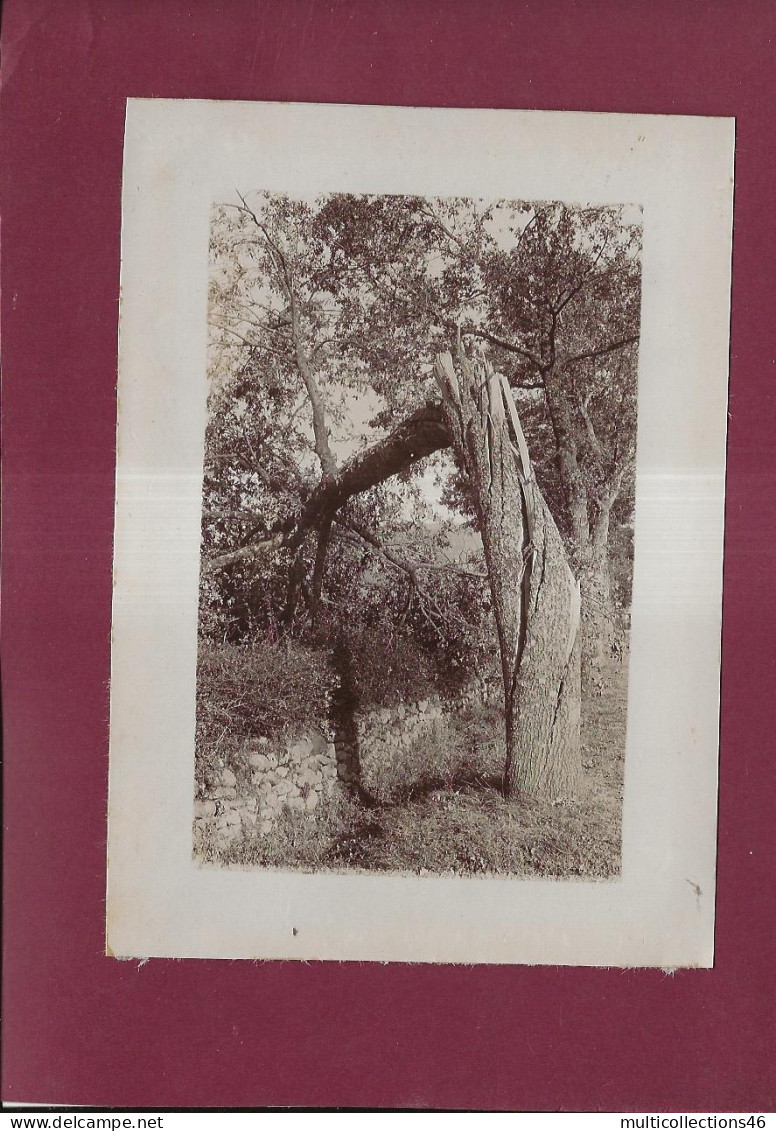 250324 - PHOTO ANCIENNE ARBRE Rupture Tronc - Bäume