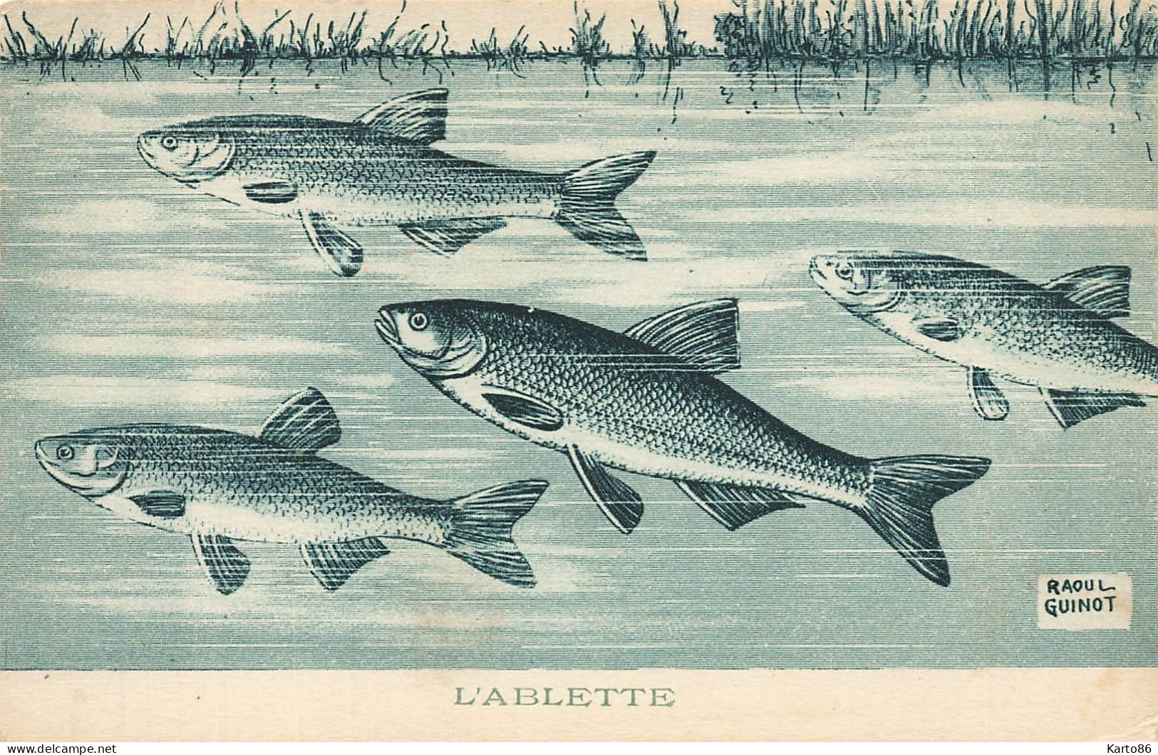 les poissons * série de 9 CPA illustrateur Raoul GUINOT * tanche carpe lotte barbeau perche ablettegardon ... * poisson