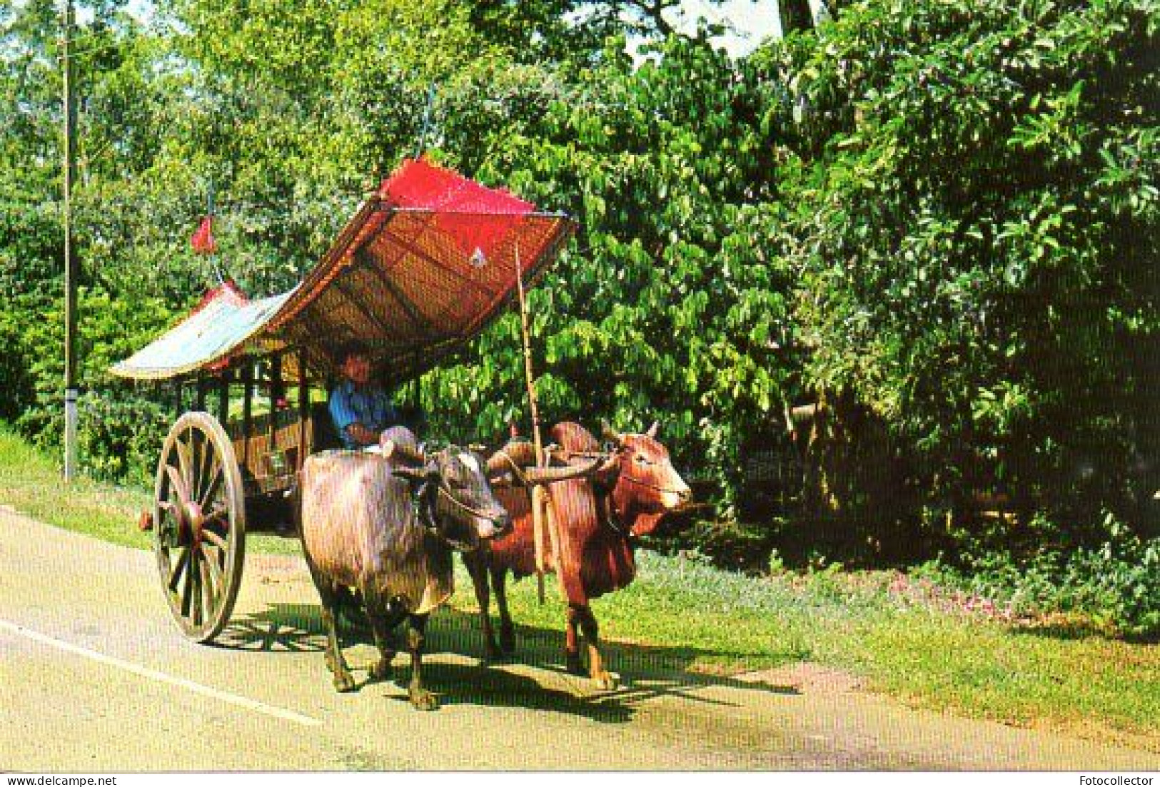 Malaisie : Attelage De Boeufs - Malaysia