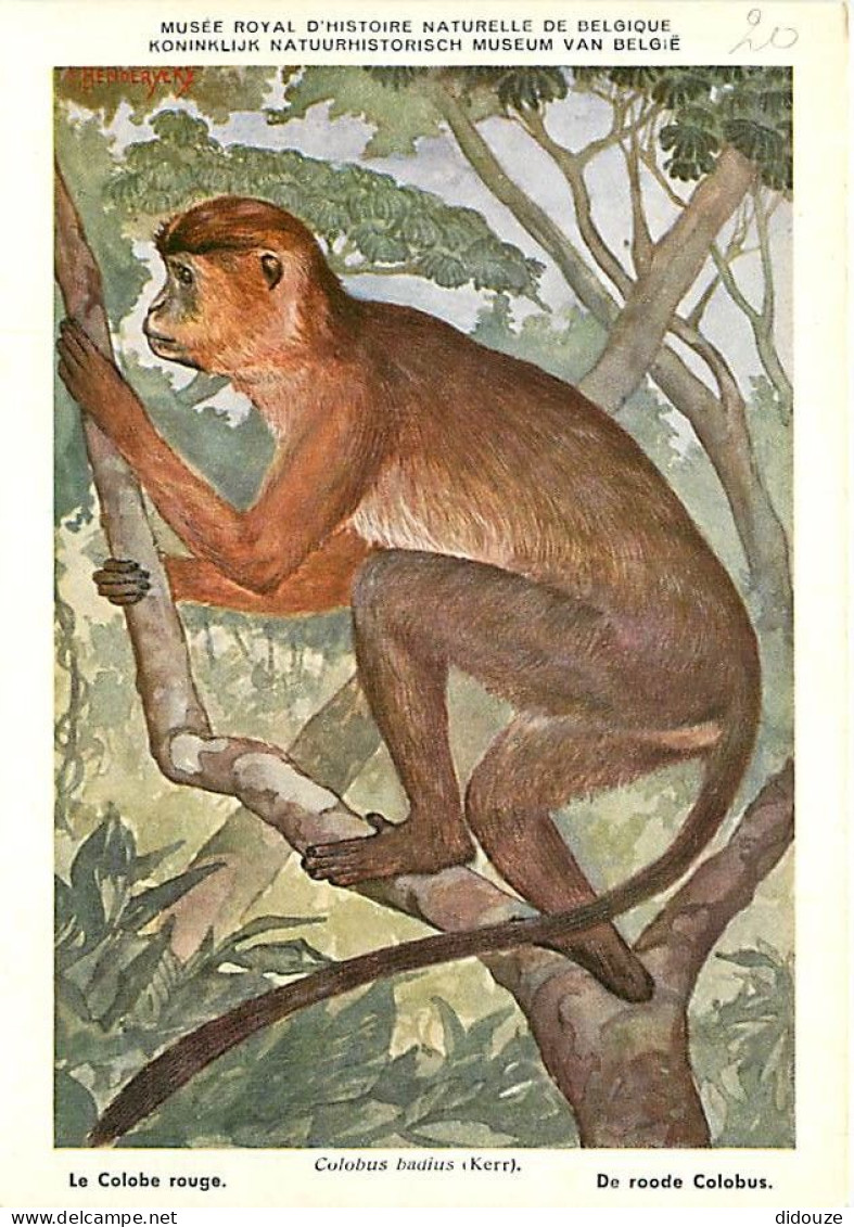 Animaux - Singes - Musée Royal D'Histoire Naturelle De Belgique - Le Colobe Rouge - Art Peinture Illustration - Carte Ne - Singes