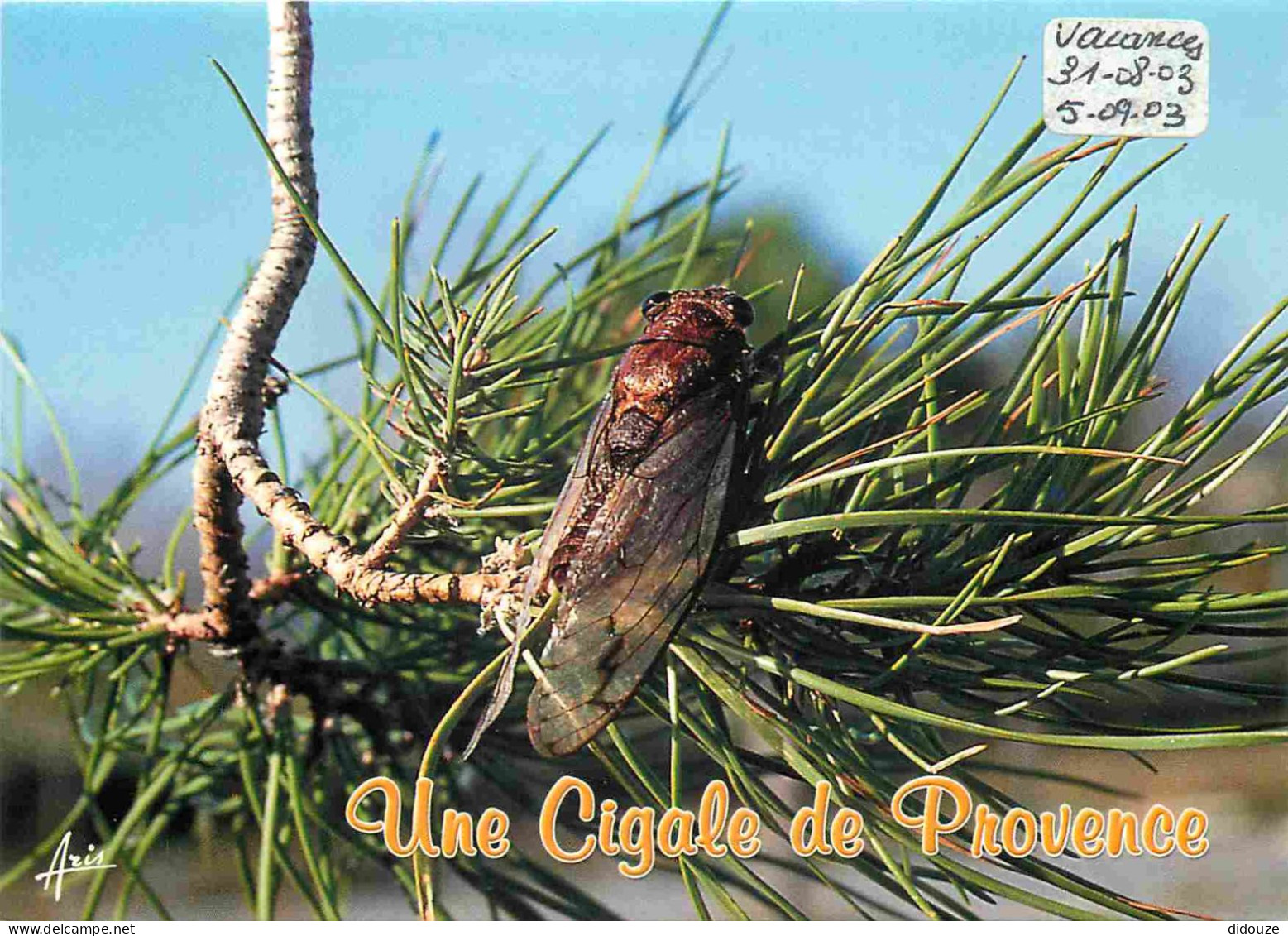 Animaux - Insectes - Cigale - Provence - CPM - Carte Neuve - Voir Scans Recto-Verso - Insectes