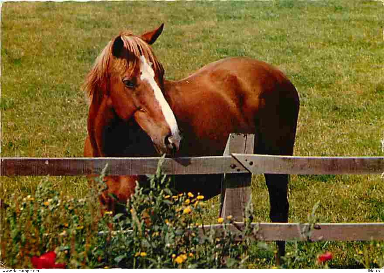 Animaux - Chevaux - Poulain - En Pature - CPM - Voir Scans Recto-Verso - Pferde