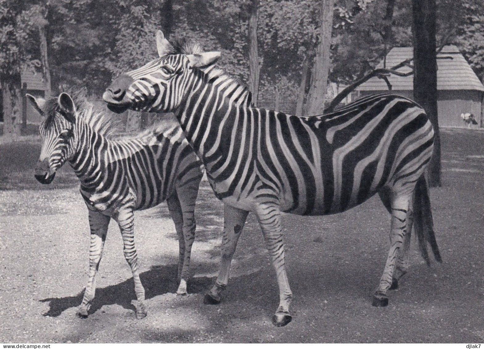 Parc Zoologique De Paris Zèbre De Chapmann Et Son Petit - Zebras