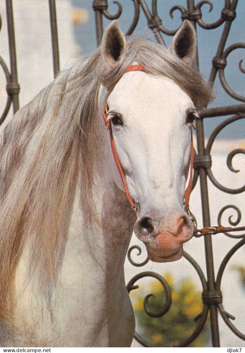 Un Cheval - Pferde