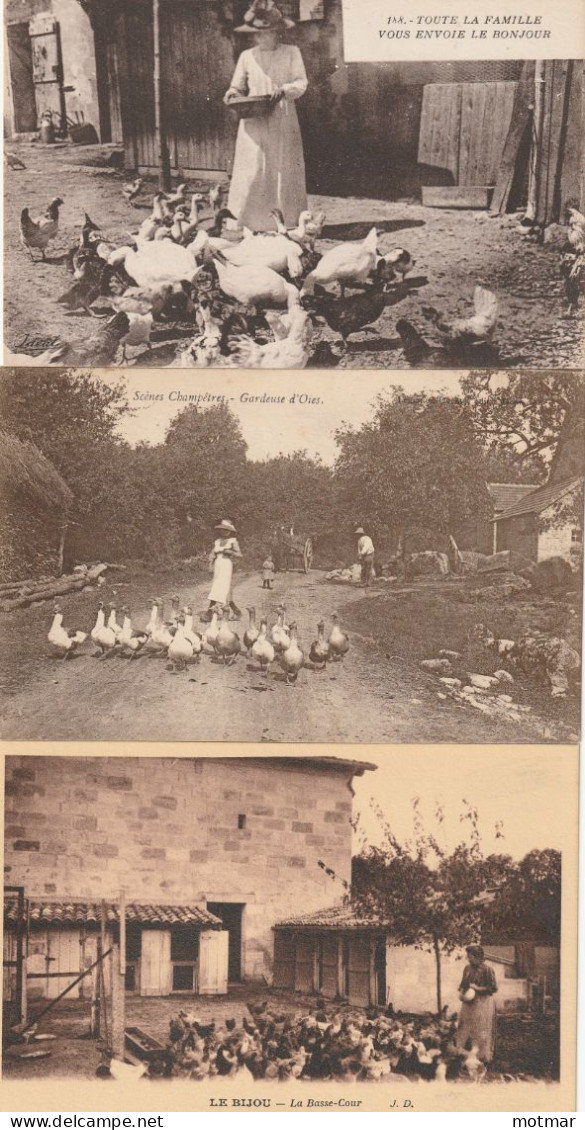 Lots De 3 Cartes Sur Les Fermes, Basse-cour, Volailles, Poules, Gardeuse D'oies - Bauern