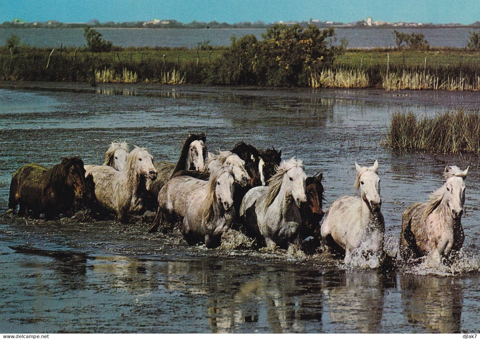 En Camargue Manade De Chevaux Camarguais Traversant Les Marais - Pferde