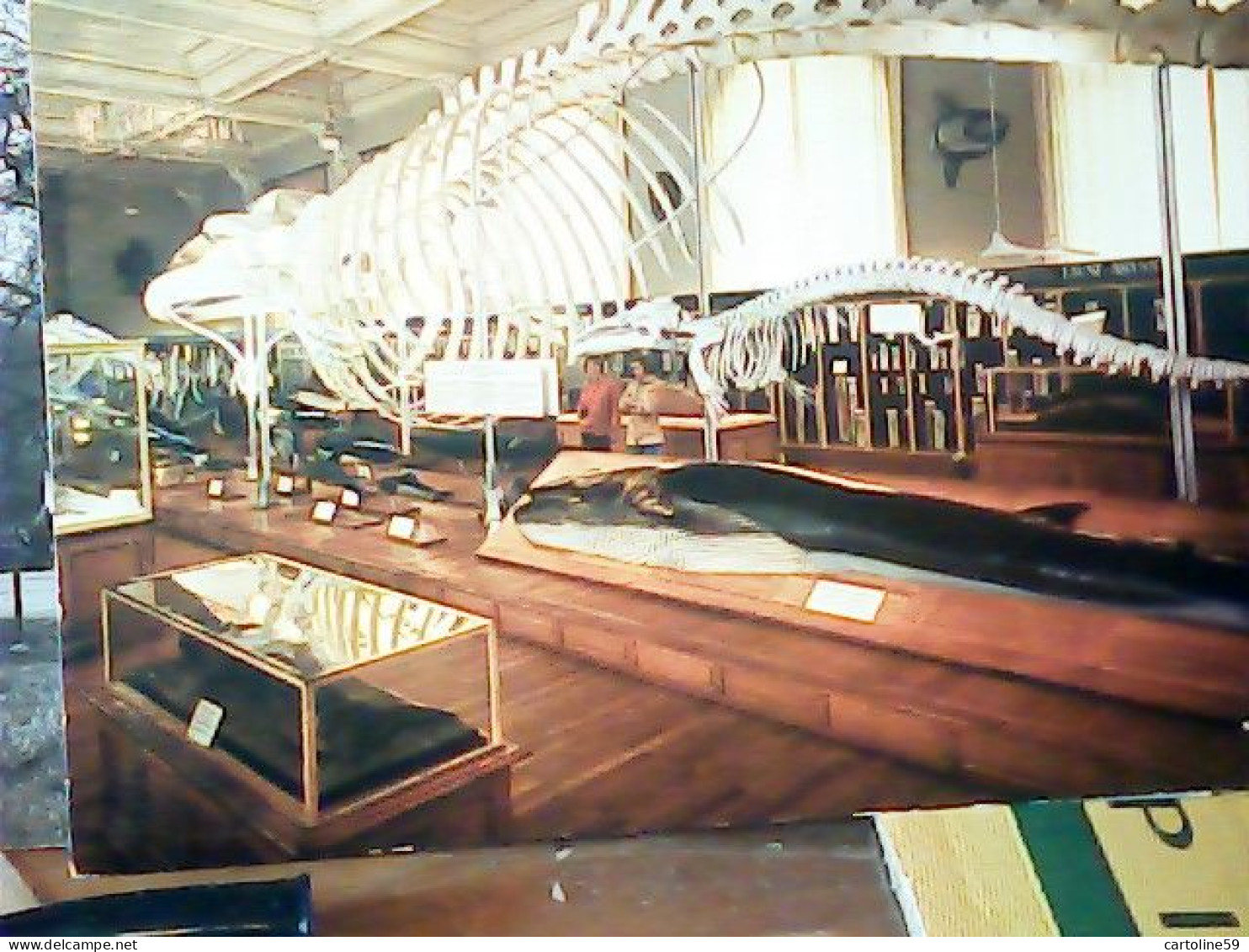 Musée Océanographique De MONACO ( Squelette De Rorqual ) Zoologique Baleinoptère Baleine BALENA SCHELETRO N1975 JV5874 - Musée Océanographique