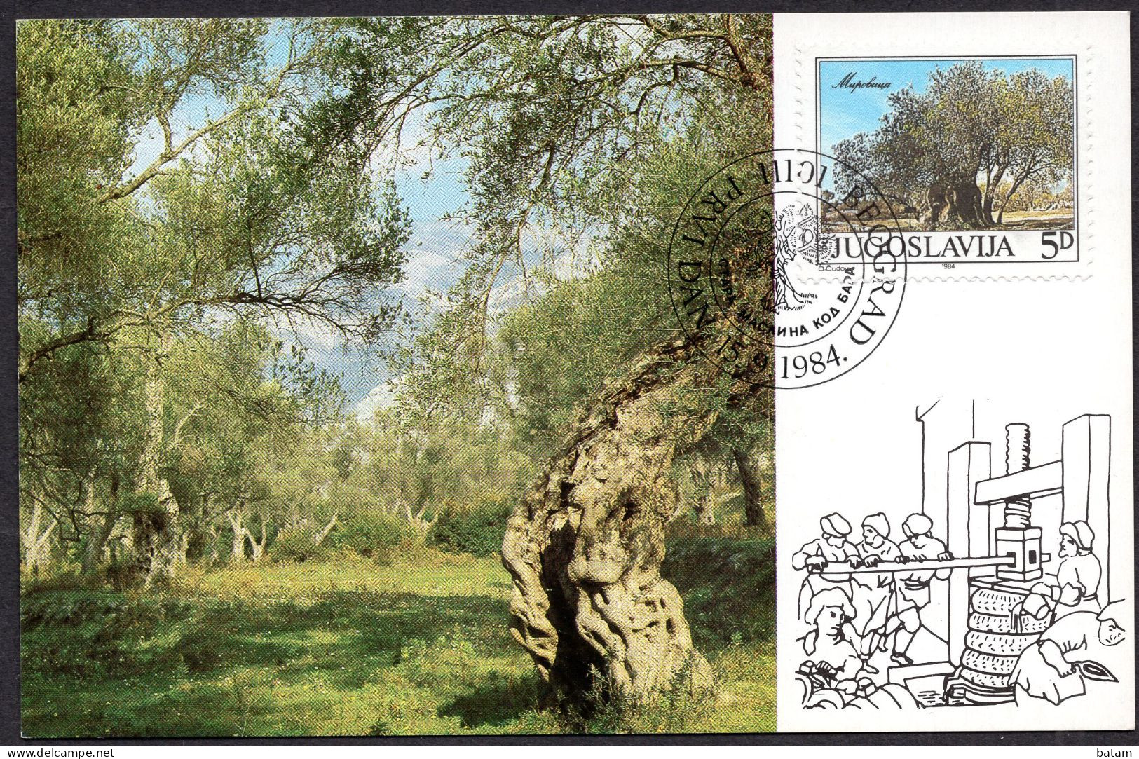 Yugoslavia 1984 -  Old Tree In Mirovica - Montenegro - Bar - Maximum Card - Briefe U. Dokumente