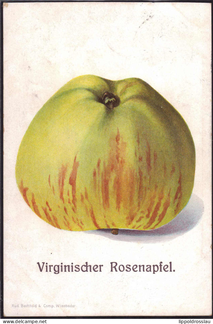 Gest. Virginischer Rosenapfel 1913 - Levensmiddelen