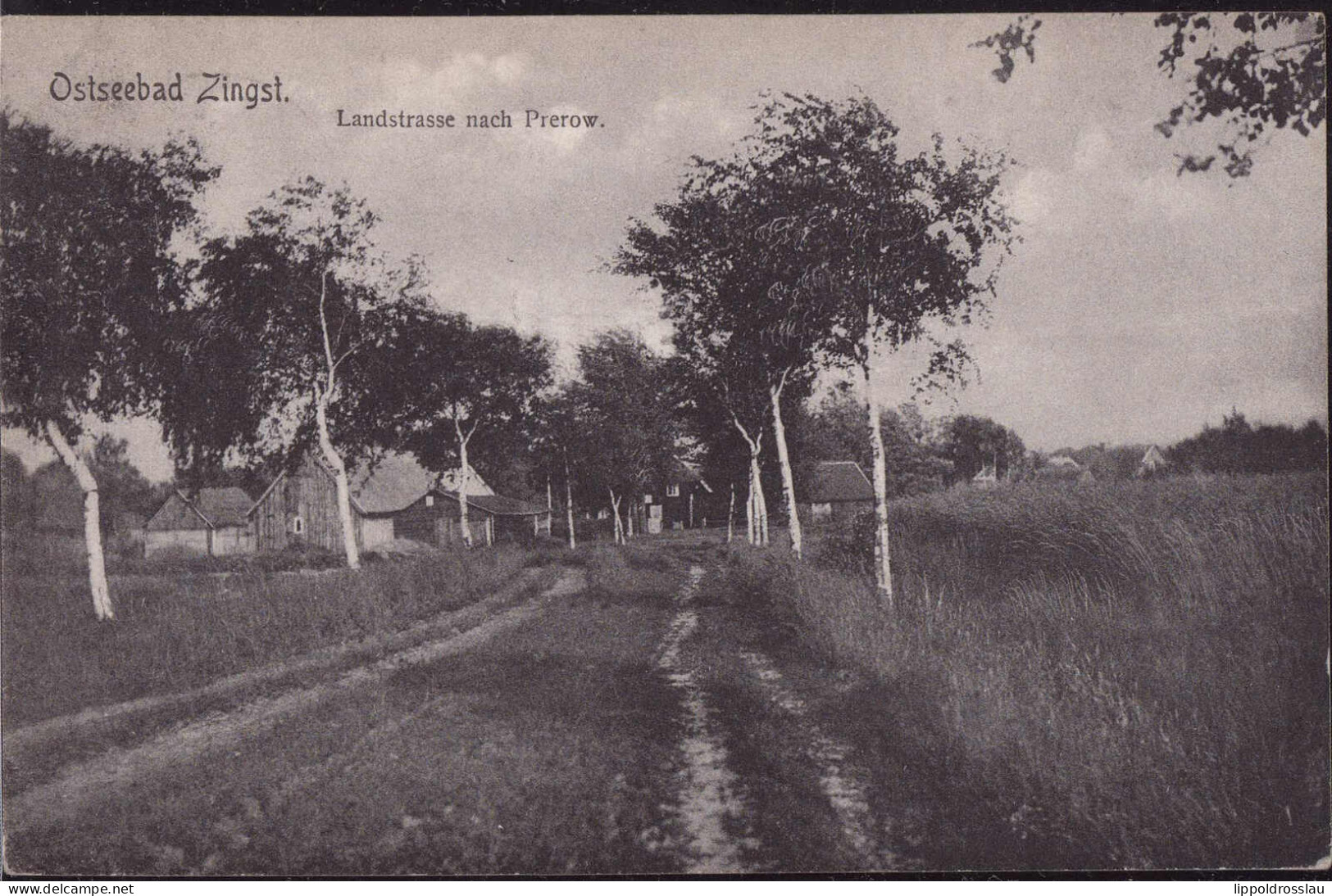 Gest. O-2385 Zingst A Darß Landstraße Nach Prerow 1913 - Barth