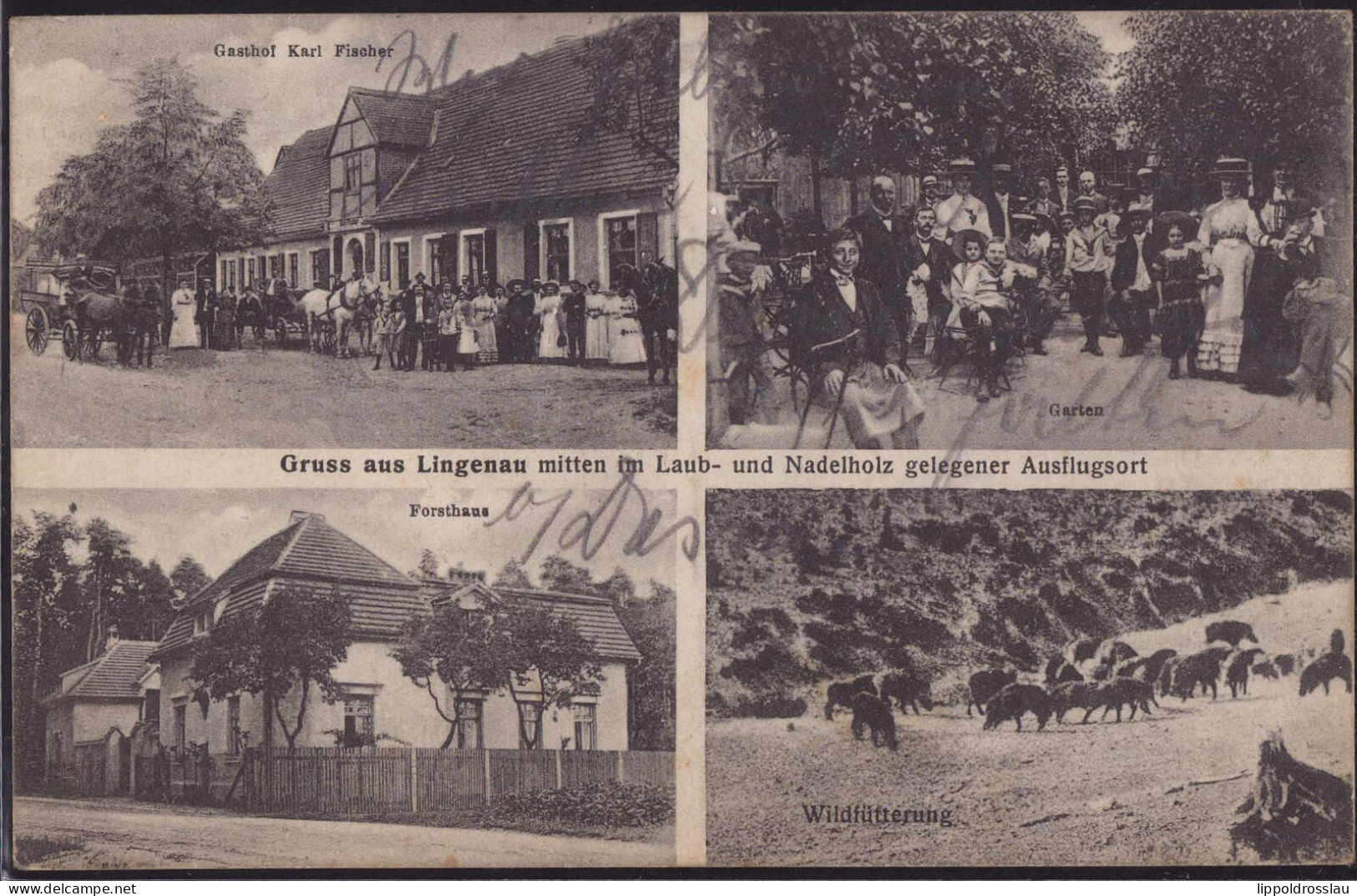 Gest. O-4401 Lingenau Gasthaus Karl Fischer Forsthaus 1913 - Bitterfeld