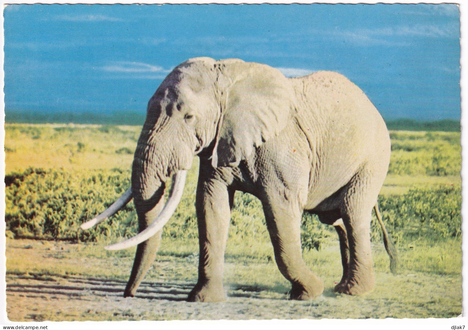 Faune Africaine Éléphant - Elefantes