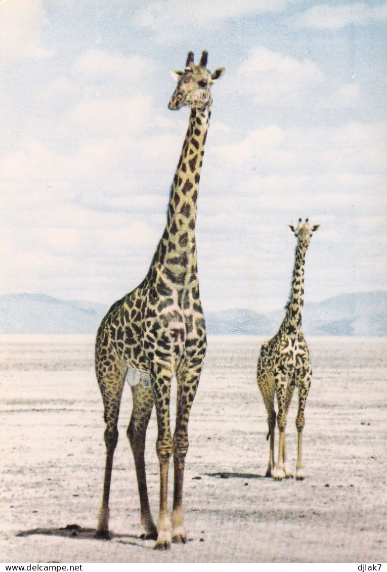 Faune Africaine Girafes - Giraffes