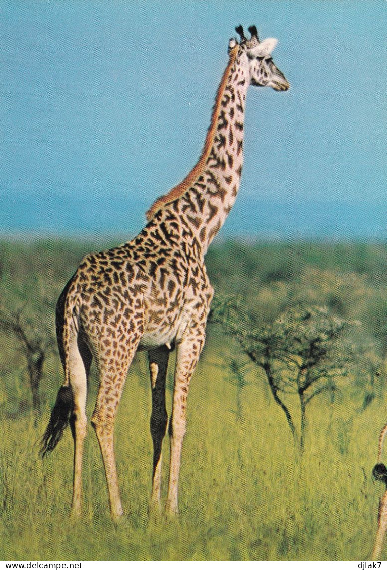Girafe Du Kenya - Giraffen