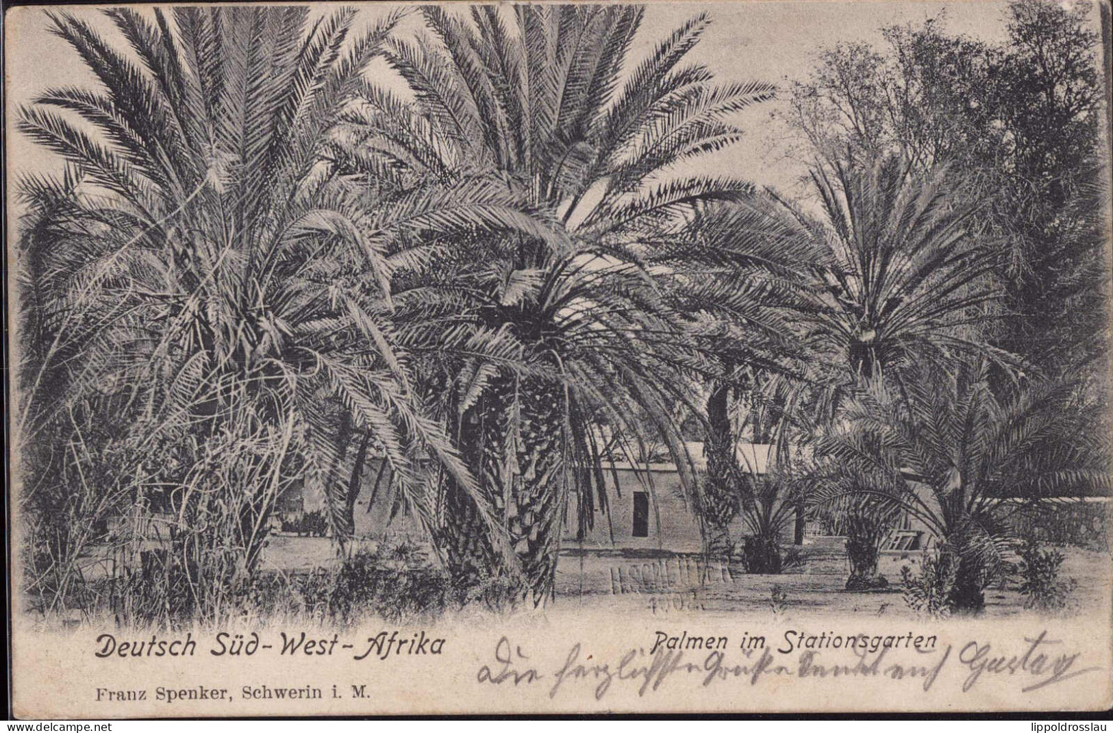 Gest. DSW Swakopmund Palmen Im Stationsgarten Feldpost 1904 - Unclassified