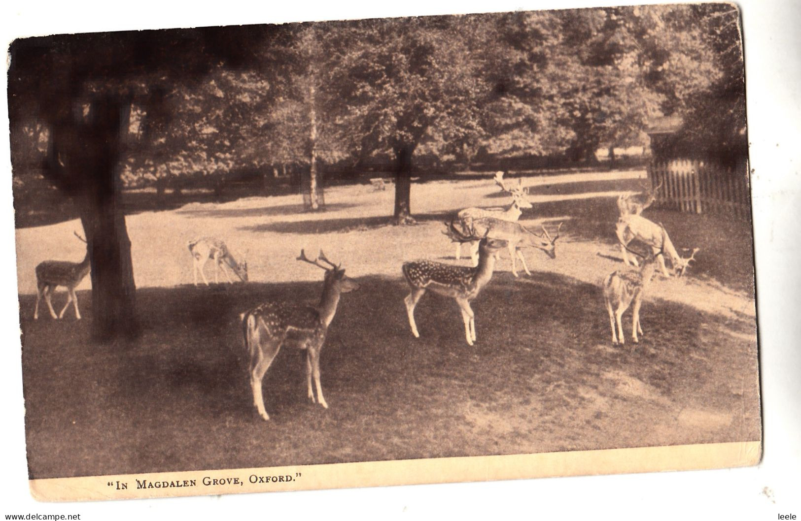 CK78. Vintage Postcard. Deer In Magdalen Grove, Oxford. - Oxford