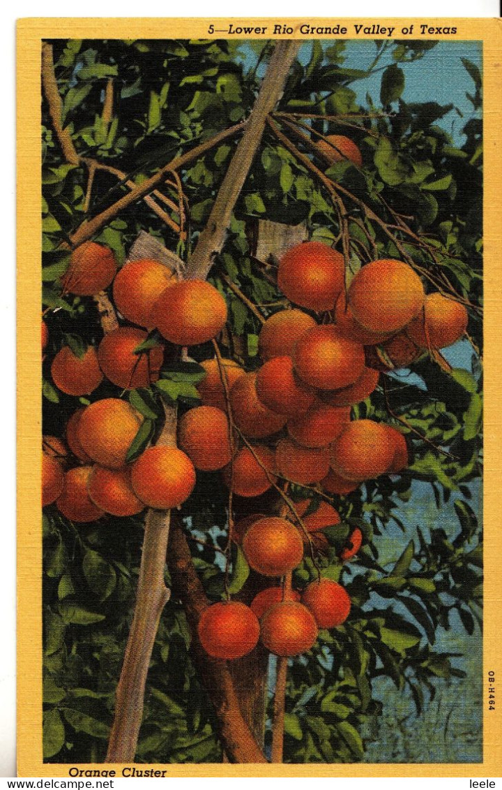 CK60. Vintage US Postcard. Orange Cluster. Lower Rio Grande Valley Of Texas - Alberi