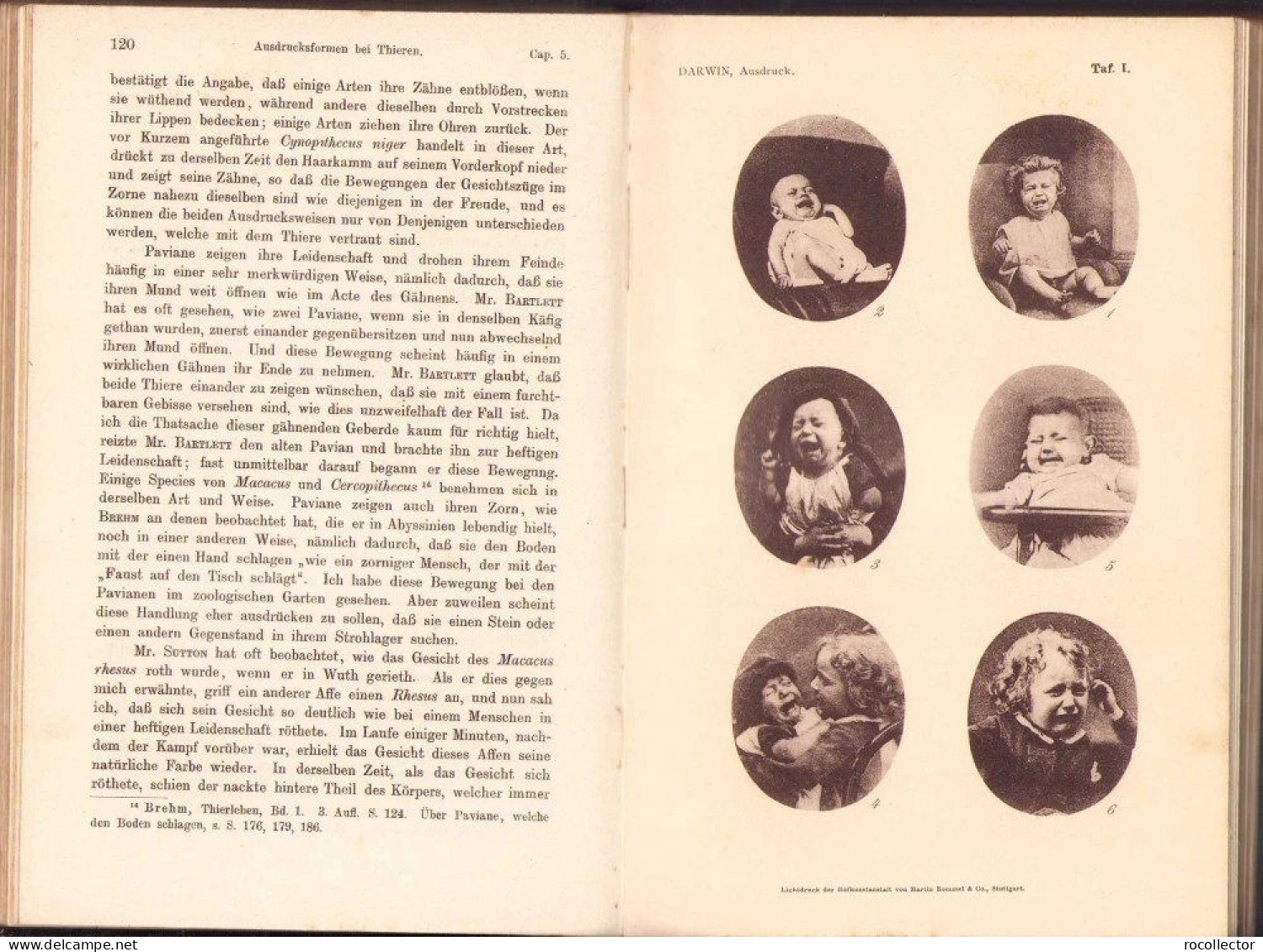 Der Ausdruck der Gemütsbewegungen bei dem Menschen und den Tieren von Charles Darwin, 1908, Stuttgart 318SP