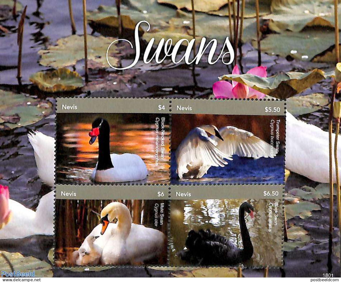 Nevis 2018 Swans 4v M/s, Mint NH, Nature - Birds - St.Kitts Und Nevis ( 1983-...)