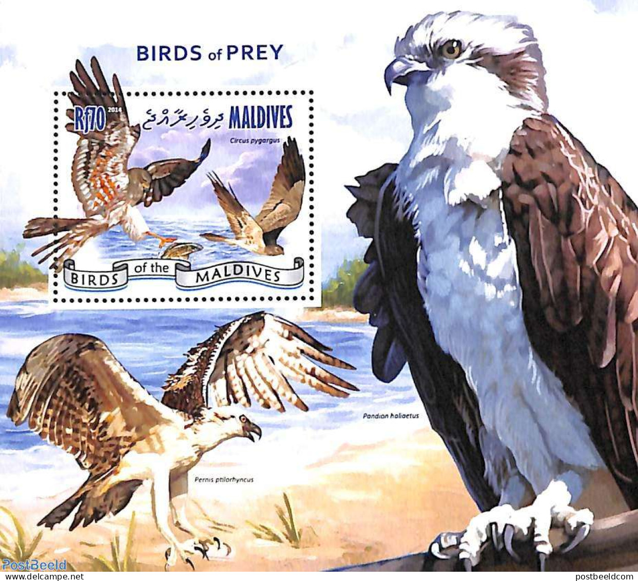Maldives 2014 Birds Of Prey S/s, Mint NH, Birds - Birds Of Prey - Maldiven (1965-...)