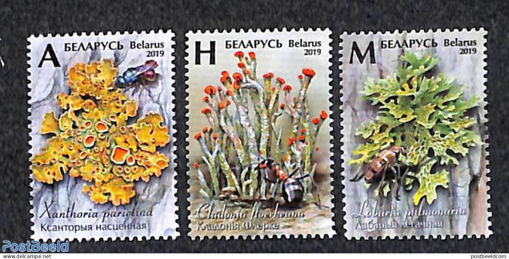 Belarus 2019 Lichen 3v, Mint NH, Nature - Flowers & Plants - Bielorrusia