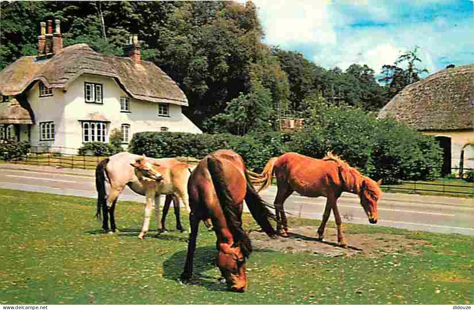 Animaux - Chevaux - New Forest Ponies - Poneys - Flamme Postale - CPM - Voir Scans Recto-Verso - Pferde