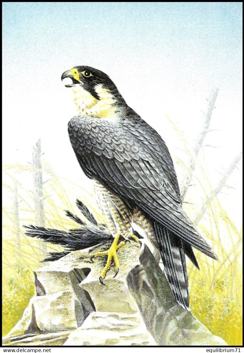 CM/MK Blanco** - Faucon Pèlerin / Slechtvalk Studie / Wanderfalkenstudie / Peregrine - BUZIN - Eagles & Birds Of Prey