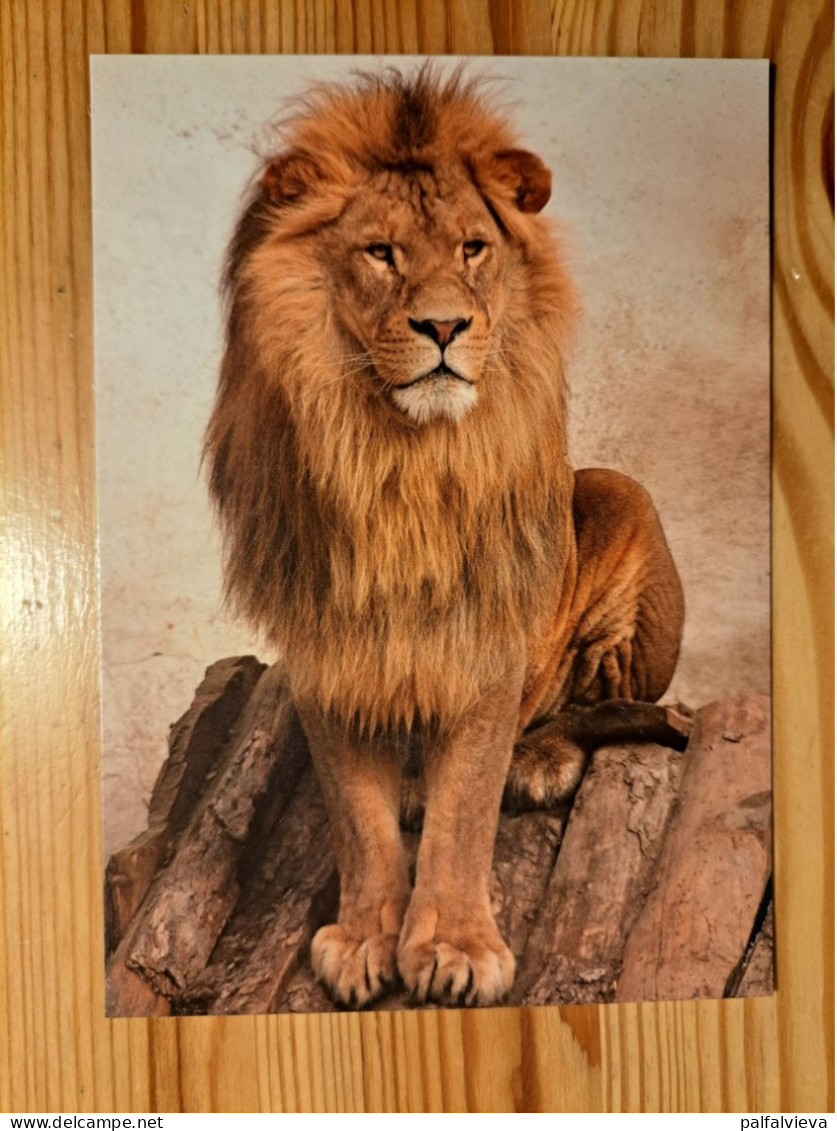 Postcard Hungary - Lion - Lions