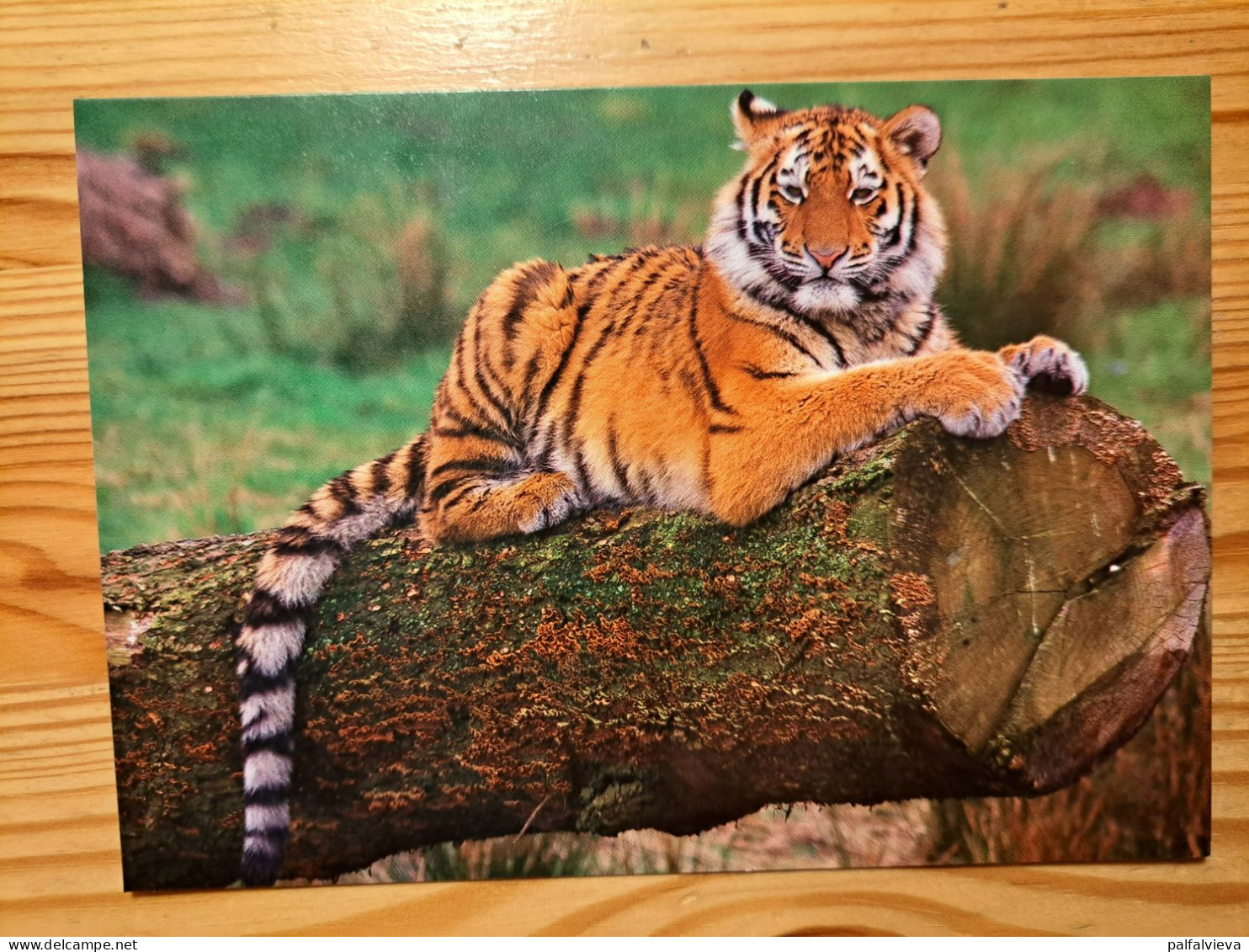 Postcard Hungary - Tiger - Tigri