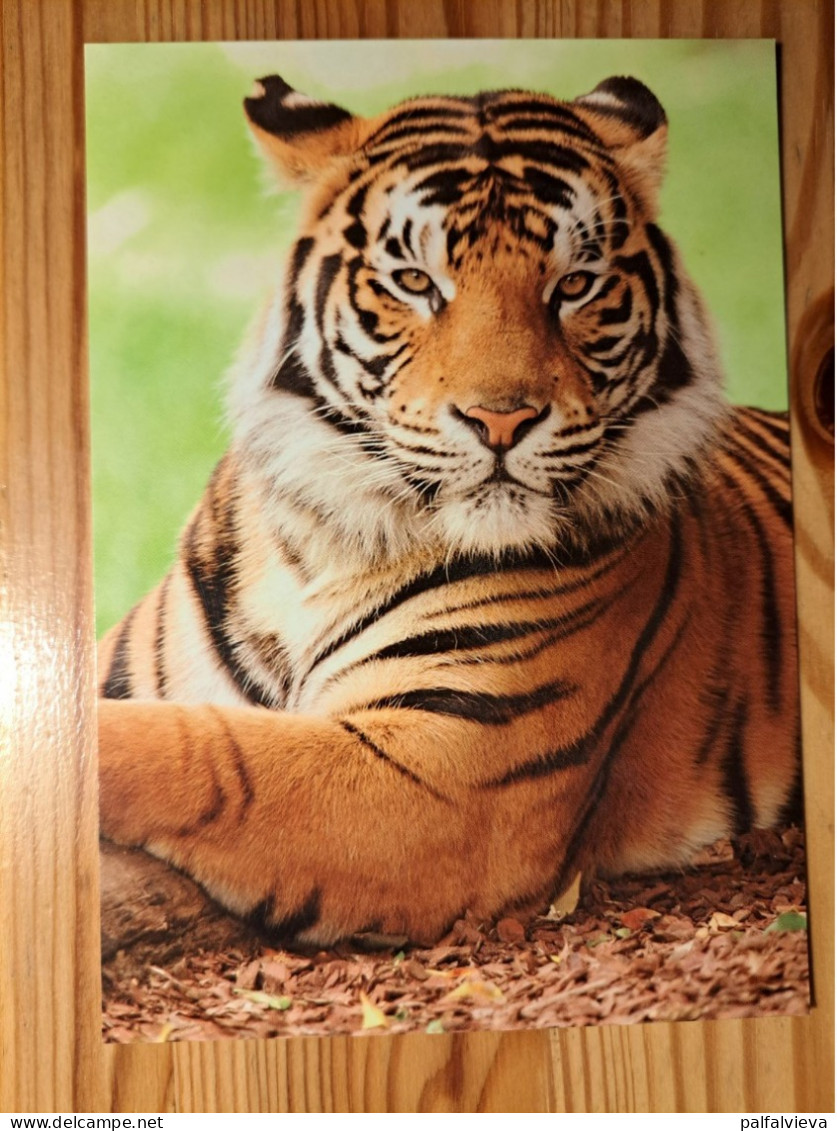 Postcard Hungary - Tiger - Tigres