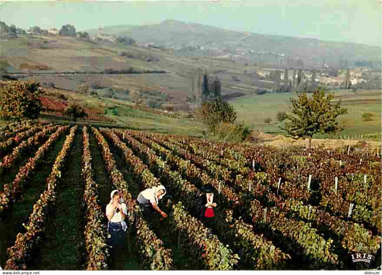 Vignes - Bourgogne - Vendangeurs Et Vendangeuses En Layottes Dans Un Beau Décor Bourguignon - Flamme Postale De Nuits St - Wijnbouw