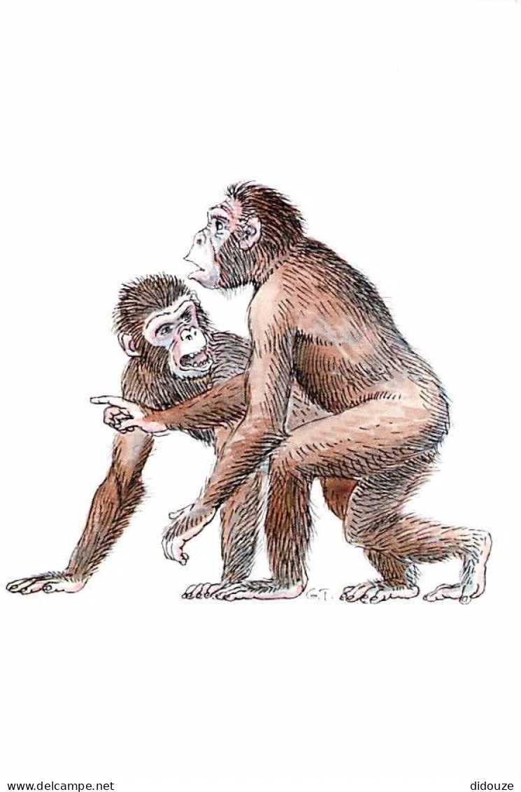 Animaux - Singes - Evolution De L'Homme - Proconsul - Musée Des Tumulus De Bougon (Deux-Sèvres) - Illustration : Gilles  - Apen