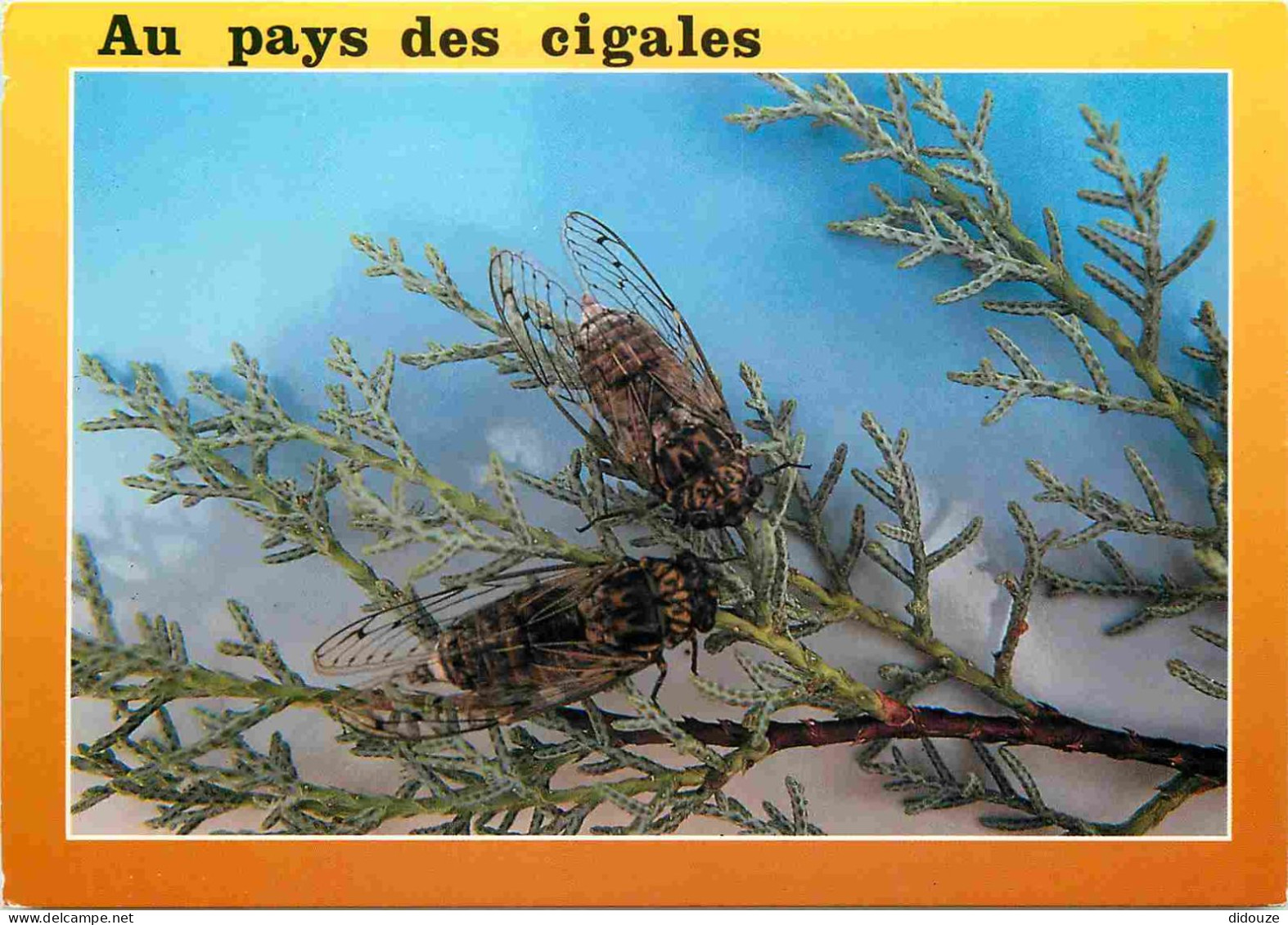 Animaux - Insectes - Cigale - CPM - Carte Neuve - Voir Scans Recto-Verso - Insetti