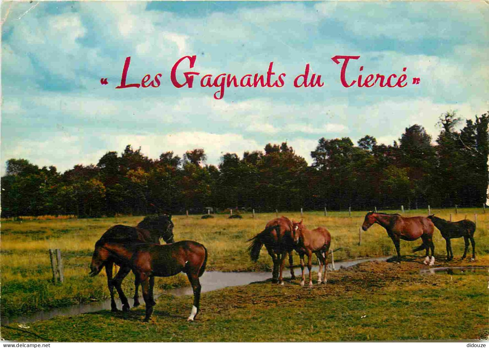 Animaux - Chevaux - CPM - Voir Scans Recto-Verso - Pferde