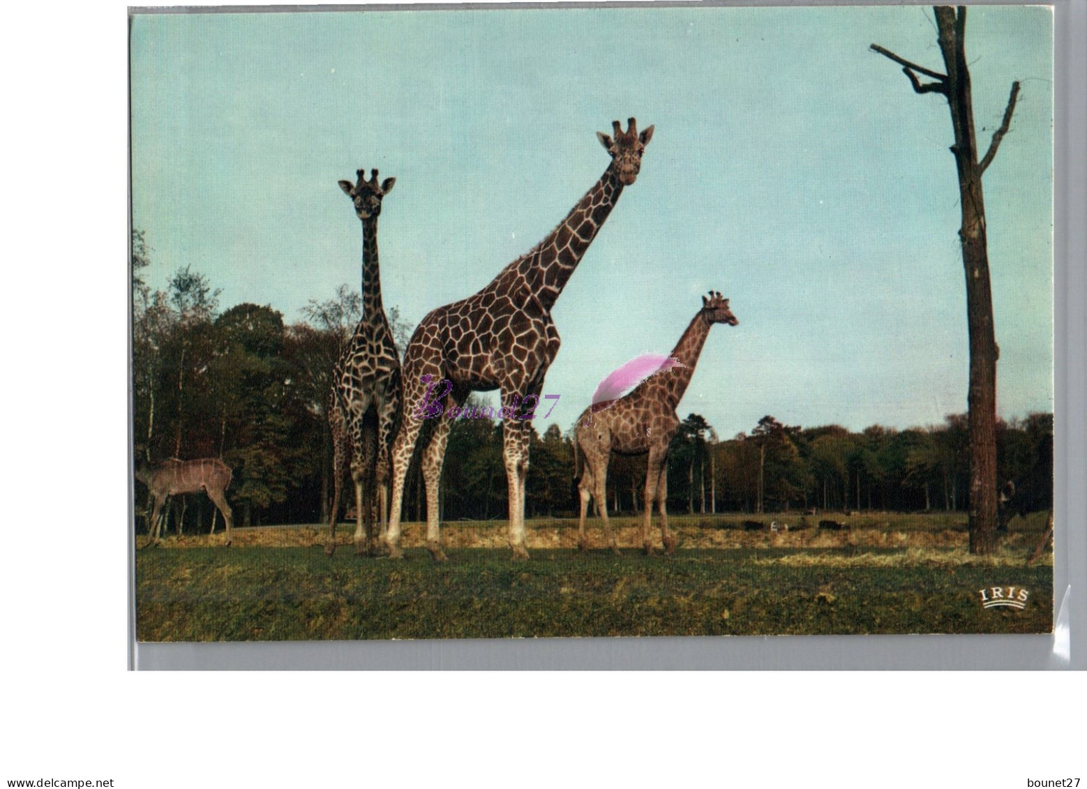 Réserve Africaine Du Château De THOIRY Zoo - Les GIRAFE  - Giraffen