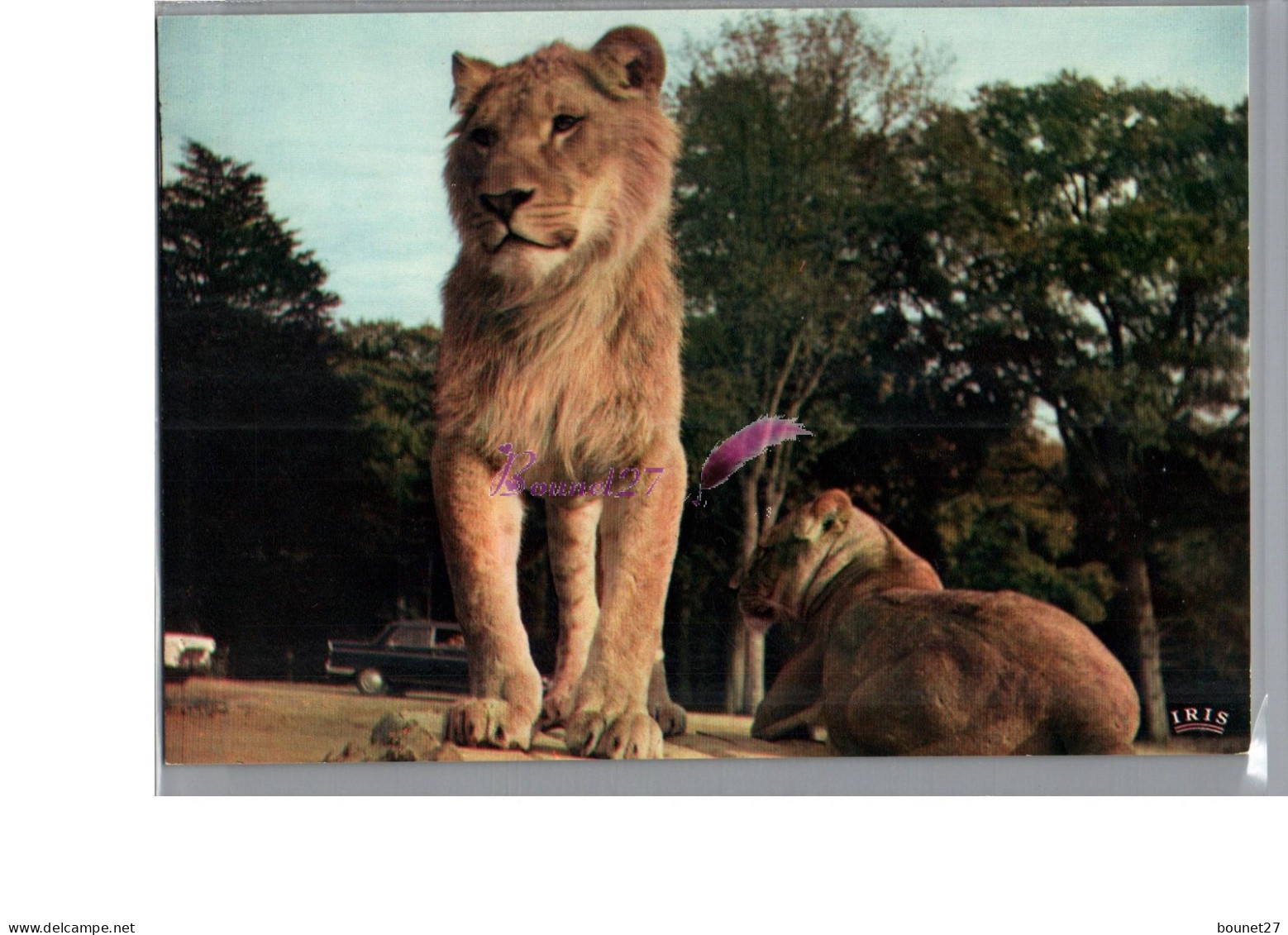 Réserve Africaine Du Château De THOIRY Zoo - Des LION Et LIONNE  - Lions