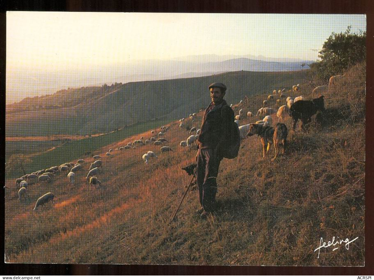 ELEVAGE  La TRANSHUMANCE Photo François GOHIER édition CIM Carte Rare - Allevamenti