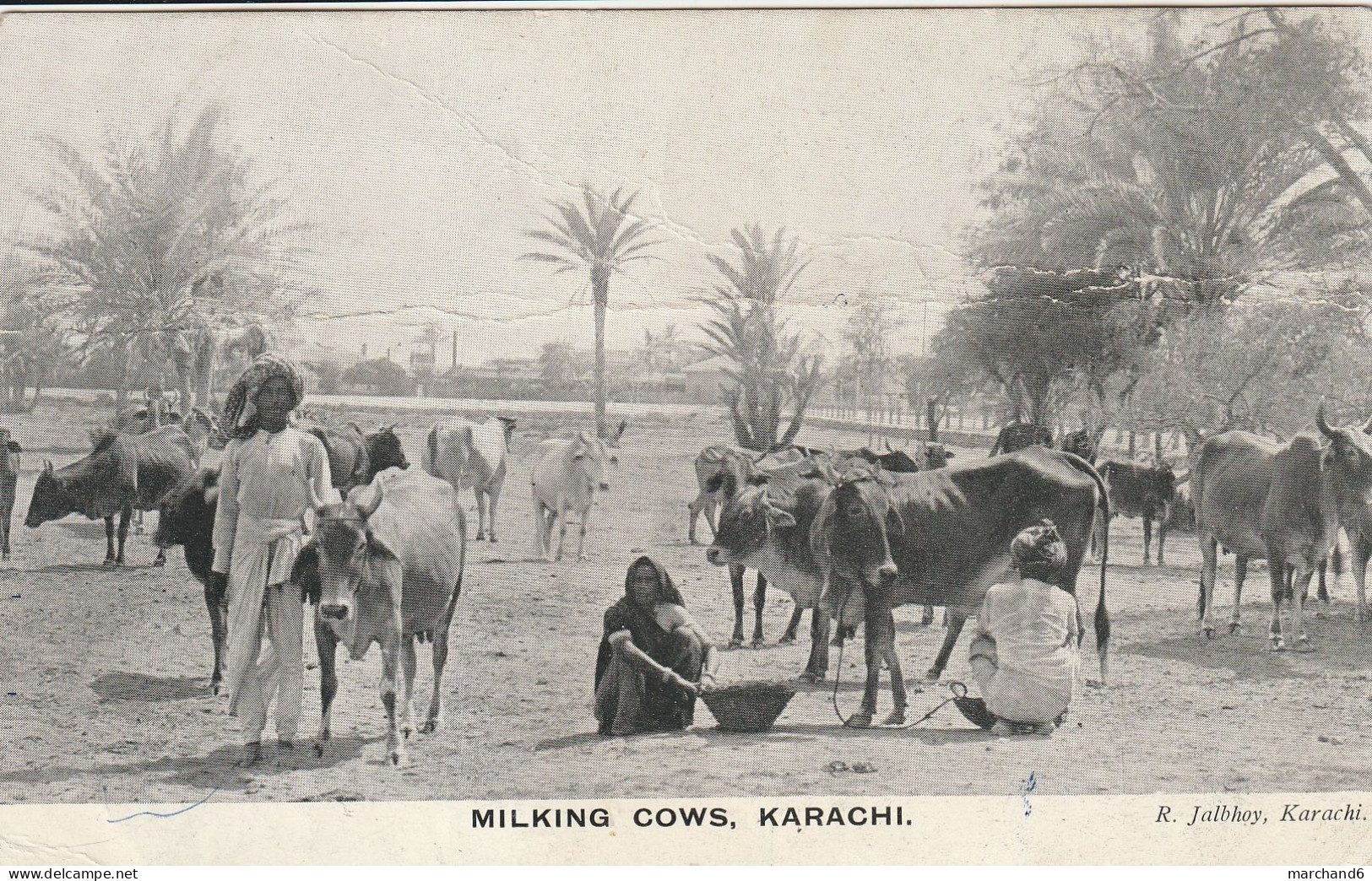 Pakistan Milking Cows Karachi édition R Jalbhoy - Pakistán