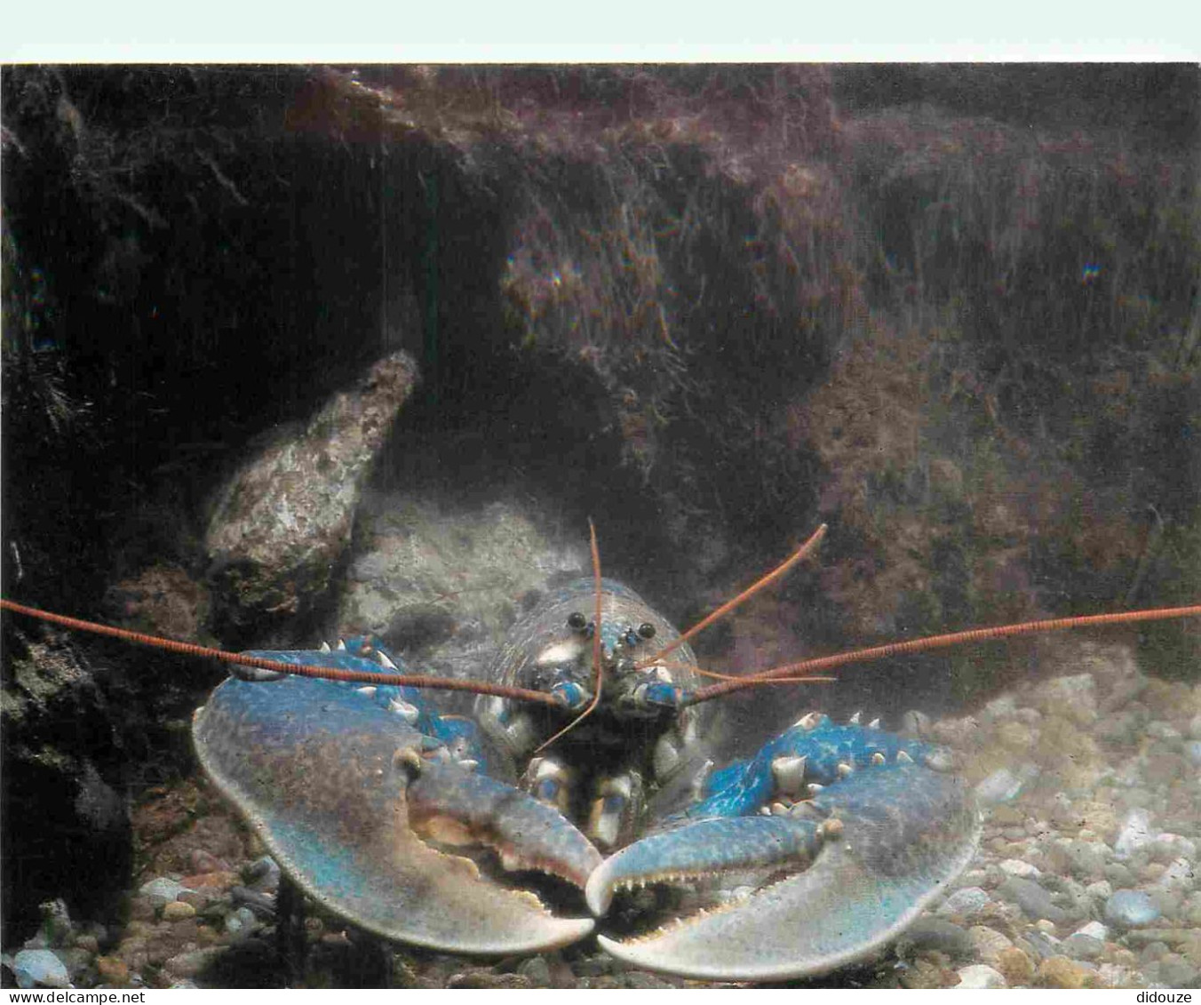 Animaux - Poissons - Aquarium Du Laboratoire Arago De Banyuls Sur Mer - Le Homard - Homarus Vulgaris - CPM - Voir Scans  - Pesci E Crostacei