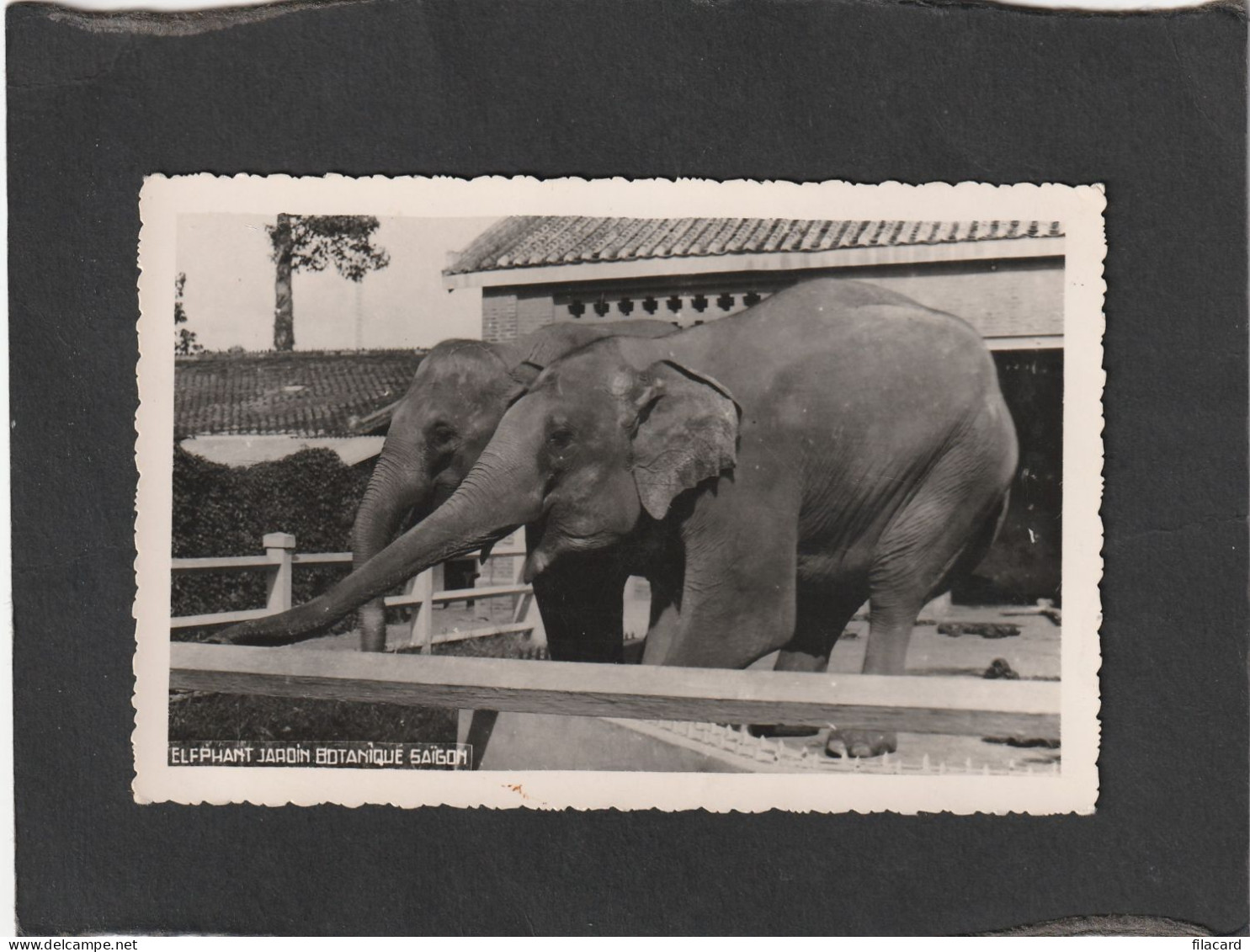 128145           Vietnam,   Elephant   Jardin  Botanique  Saigon,    NV(scritta) - Elephants