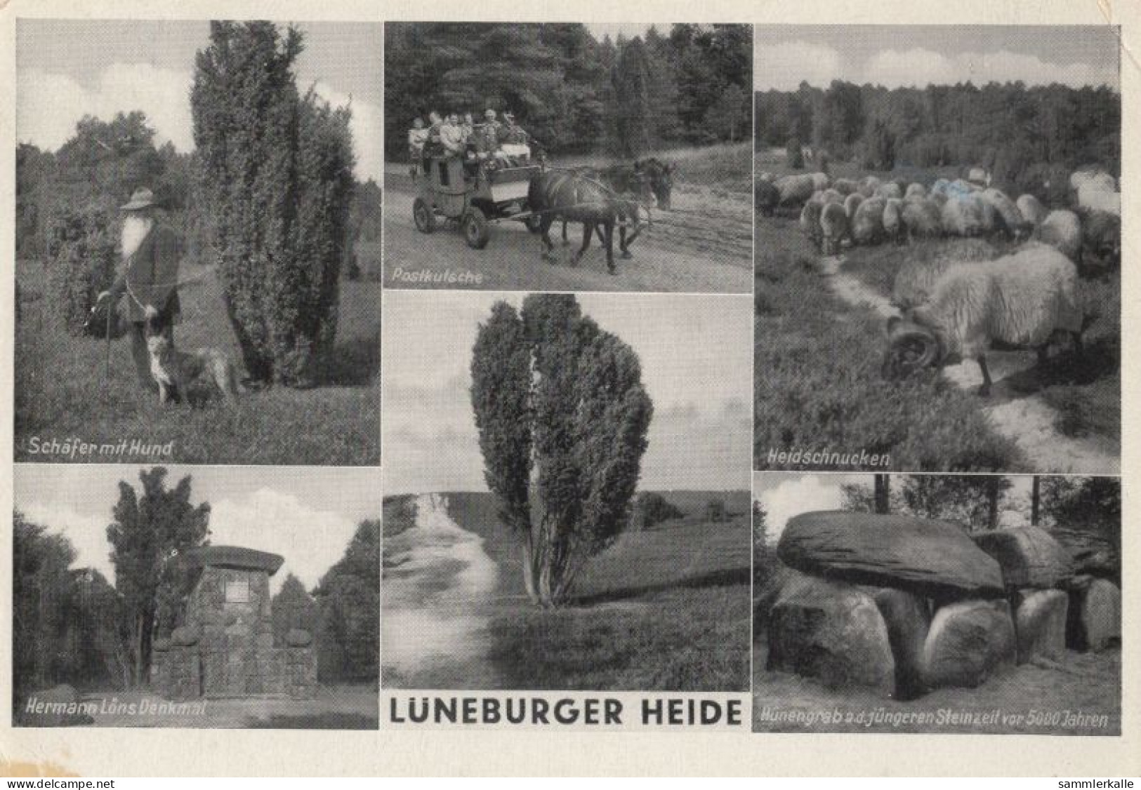 126846 - Lüneburger Heide - 6 Bilder - Lüneburger Heide