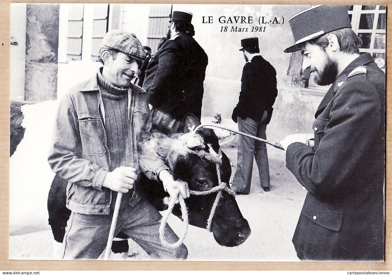 25666 / Peu Commun LE GAVRE Ethnic Breiz 18 Mars 1981 Marquage Bêtes à Cornes Photo LEMEE LOLLICHON 44/28 - Le Gavre